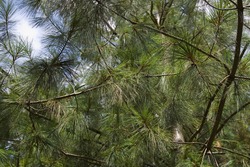 Japanese white pine - Free Stock Photo by Tomas Adomaitis on Stockvault.net