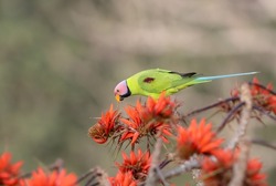 Blossom-headed parakeet on a flower.The blossom-headed parakeet is a parrot which is a resident breeder in Eastern Bangladesh, Bhutan, Northeast India and Nepal, eastwards into South-east  Asia.