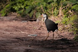 White-breasted waterhen on Road.White-breasted Waterhen (Amaurornis phoenicurus) is a waterbird of the rail and crake family Rallidae that is widely distributed across Southeast Asia.