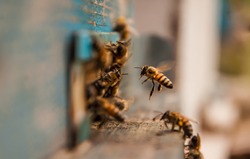 detailed view of working bees in a bee hive. blurred background. Close up of flying bees. Wooden beehive and bees. bees flying back in hive after an intense harvest period.