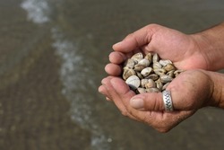 Two hands with pruney fingers holding pile of pippie clams (molluscs)  collected on the seashore