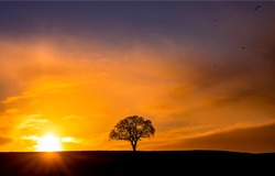 Lone tree silhouette sun set dawn