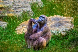 The monkey sits and thinks. A sad chimpanzee in thought