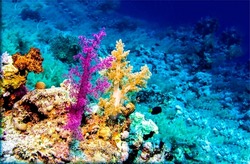 Colorful corals underwater. Underwater corals. Colorful coral in underwater scene. Underwater corals view