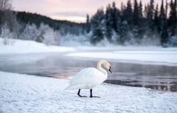A lonely white swan by a winter river. White swan on snow. Lonely white swan on snowy river shore. White swan in winter snow scene