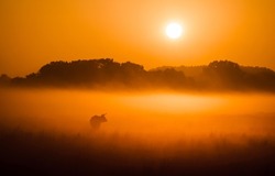 The morning mist of dawn over the pasture. Early morning foggy pasture field scene. Cattle pasture in early morning fog at dawn. Morning fog on pasture field