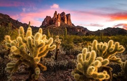 Dawn in the desert canyon. Cactus in desert at dawn. Desert cactuses at dawn. Desert cactus at dawn scene