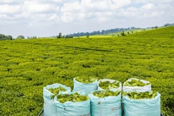 Tea leaves farm estate plantations in Kiambu County Kenya East Africa
