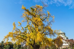Osaka Castle castle tower and autumn leaves of ginkgo