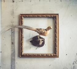 Pheasant. A taxidermy animal of a pheasant place in the vintage photo frame. Although they can be found anywhere, the pheasant bird native range is restricted to Asia.