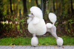 
big white poodle stands on the path in the park. exterior