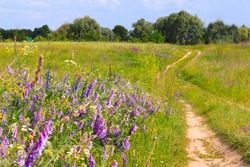 green grass in the field in summer, purple wildflowers in front,two lane road on the right, no asphalt, far deciduous forest, low trees, blue sky, no clouds, no people, minimalism