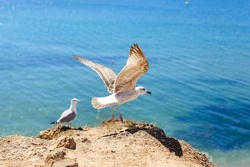 large seabird flies above ground in reserve.white gull with an open wing in flight in air in nature.gray cormorant sits on rock against the background blue sea.Beautiful view landscape.selective focus
