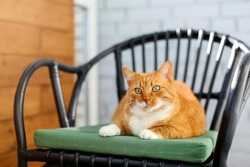 large furry animal is lying home chair balcony.A red cat resting on terrace on black wicker chair.fat pet with orange white fur sitting green pillow.Cozy comfort.Sunny day.World international Cat Day