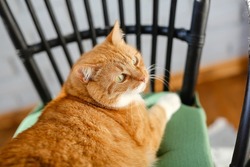 large furry animal is lying home chair balcony.A red cat resting on terrace on black wicker chair.fat pet with orange white fur sitting green pillow.Cozy comfort.Sunny day.World international Cat Day