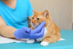A cat with red fur at vet's examination reception on table.The hands of male doctor in blue rubber nitrile glove.Veterinary clinic for healthy orange animal.The muzzle of pet is sick.Human profession