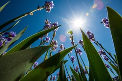 Frogs Perspective of Violet Iris Flowers with Green Leaves Pointing to the Blue Sky and Sun