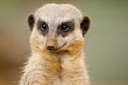 Part of the mongoose family, meerkats live all over Africa. Conservation status Least Concern