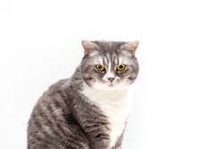 Portrait of British Shorthair cat on a white background and looks down. Selective focus.