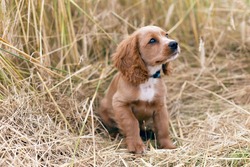 Cocker spaniel puppy in tall grass