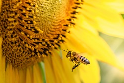 honey bee pollinating sunflower plant