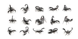 Set of Scorpion on white background, poisonous sting at the end of its jointed tail, which it can hold curved over the back. Most kinds live in tropical and subtropical areas.