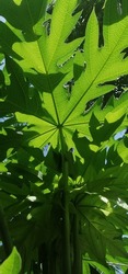 green leafs look like pretty. papaya leafs 