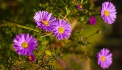 Close-up of an American Herbstaster aster . Small purple autumn flowers