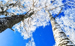 Winter birch tree forest snow nature in Russia, bottom up view