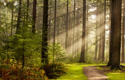 Forest path in the morning sun beam