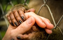 An animal needs human love and protect. Caged monkey holding human hand in hoping for help and protect
