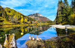 Geese at mountain forest lake landscape