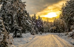 Wintry forest at winter sunset. Ski trail in winter forest