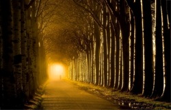 Light at the end of the tunnel of trees. Misty tunnel road of trees