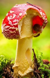 Fly agaric in nature. Poisonous fly agaric. Fly agaric macro view