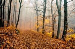 A trail in the autumn misty forest. Beautiful autumn forest in mist. Autumn fog in forest. Foggy forest path in autumn