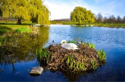 White swan on an island in the pond. Beautiful white swan. White swan on pond island. White swan alone