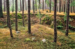 Mossy ground in a pine forest. Forest trees. Forest scene. Forest background
