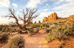A dry tree in the desert of the canyon. Canyon desert dea dry tree. Sandstone canyon desert scene. Sandstone canyon desert landscape