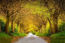 Tree tunnel road. A road in the form of a tunnel made of trees. Tree tunnle alley road. Beautiful tunnel alley road