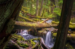 River waterfall in a mossy forest. Forest stream flowing. Cold creek in mossy forest. River stream in mossy forest