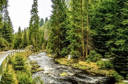 Wild river in the forest. River stream in forest. Forest river stream flowing. Forest wild river stream landscape