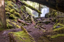 Waterfall in the background in a mossy forest. Mossy forest scene. Mossy forest waterfall view. Rainforest in green moss