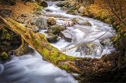 A fast river in an autumn mossy forest. River stream in mossy forest. Autumn river stream flowing. Fast river stream