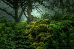 Amazing mossy forest landscape. In the depths of a mossy forest. Deep forest in moss. Mossy forest scenery
