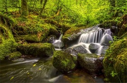 Stream waterfall in a mossy forest. Mossy forest cold creek. Cold creek in mossy forest. Waterfall stream in forest