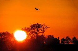 Sundown scene. A bird in the sky against the background of sunset. Sundown at orange sunset. Bird flight in sunset sky