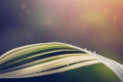White and green striped grass with dew drops on blurred green background whit sunlights. Early morning freshness concept