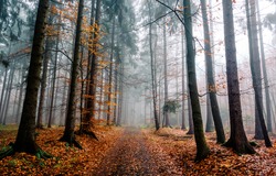 A trail in the autumn misty forest. Air in autumn mist
