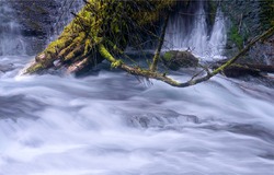 A tree trunk in a stormy river stream. Flowing water. Water stream. Water flow